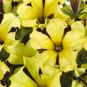 petunia-grandiflora-go-tunia-tiger-stripe_30453_6 22_300x300